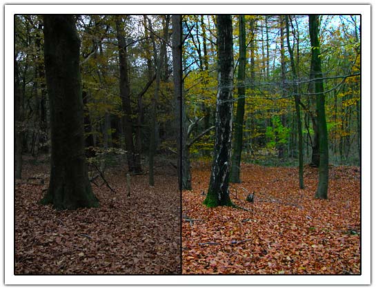 Autumn forrest before/after lab (45kb)