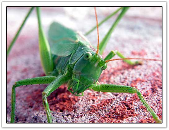 Green grasshopper (35k)