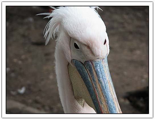 Pelican head close up (25Kb)