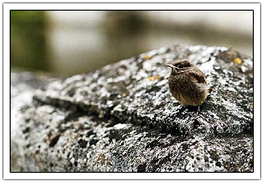 Little bird on a stone wall