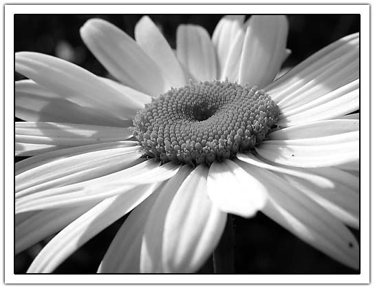 Black and White Daisy