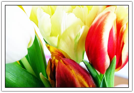 Colored Tulips (30kb)