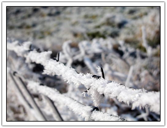barbed wire with frost (30kb)