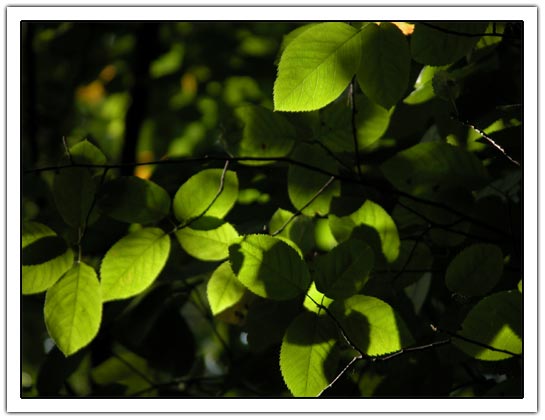 Green leaves (31K)