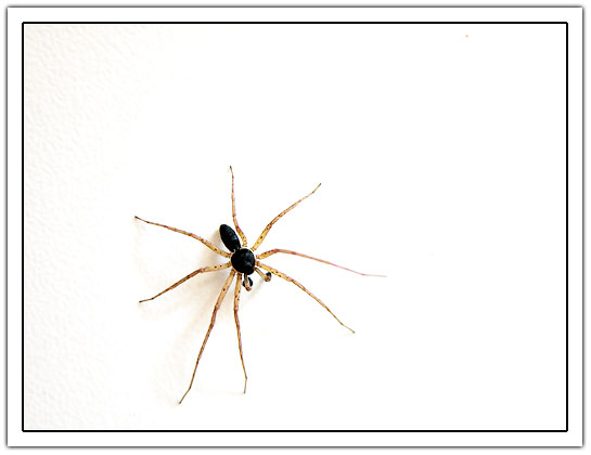 Spider on white background (22kb)