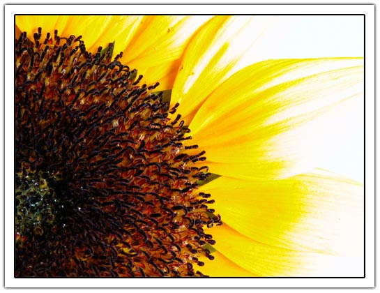 sun flower (54kb)