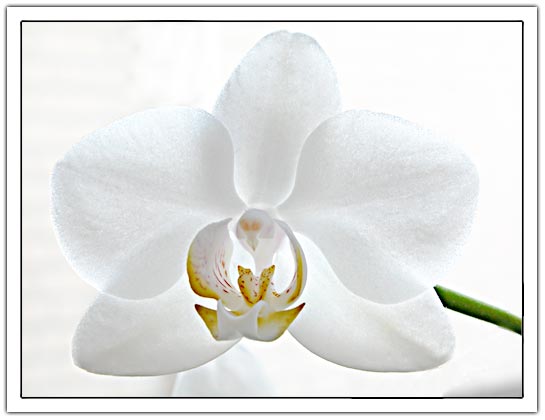 white flower (20kb)