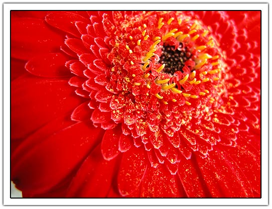 Red flower with yellow stamp (66kb)