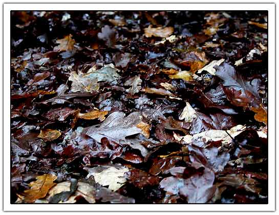 Fallen autumn leaves; (35kb)