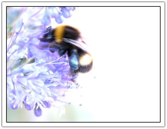 Blurry bee