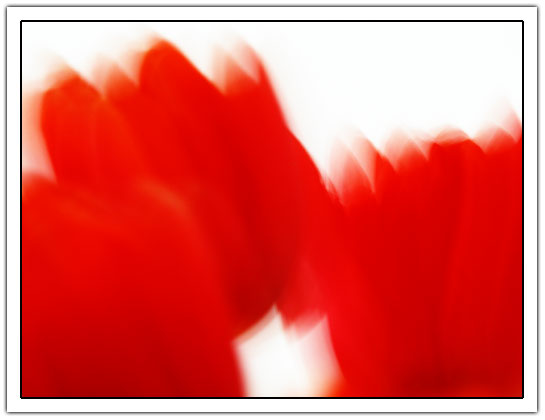 Blury Tulips (21kb)