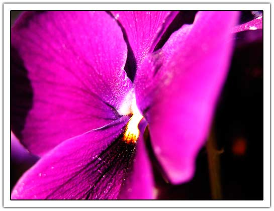 Purple Flower (30kb)