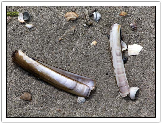 Shells on the beach (58kb)