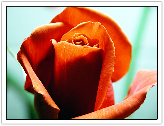 Red rose macro (48kb)