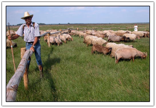 Sheep on the fields with shepherd (46K)