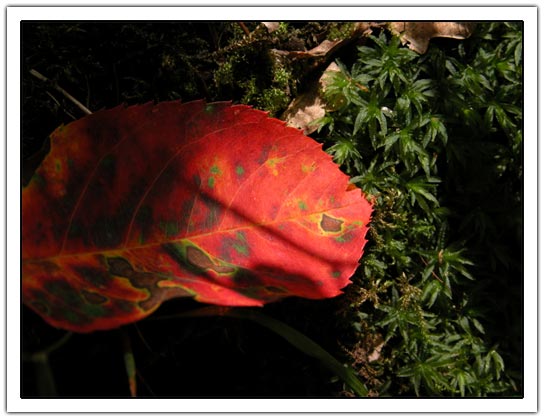 Red tree leaf (42K)