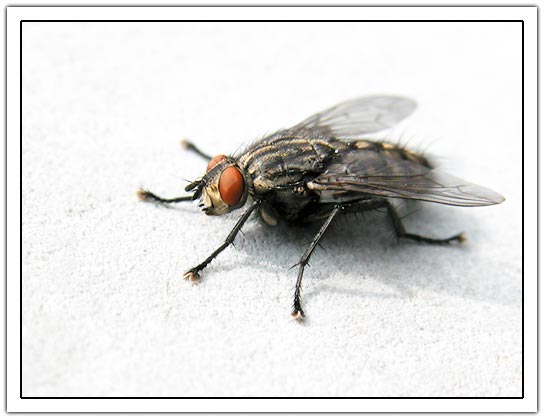 Common flesh fly