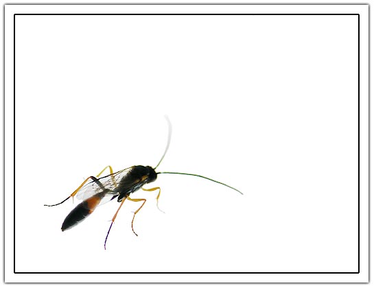 Wasp (12Kb)