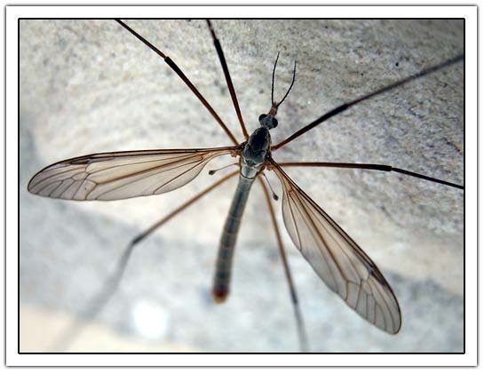 Cranefly (31Kb)