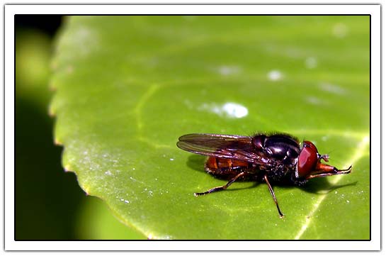 Fly on green leave (25Kb)